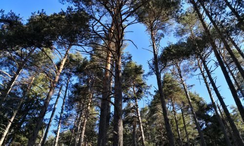 “Shirin Yoku”, il bagno nella foresta